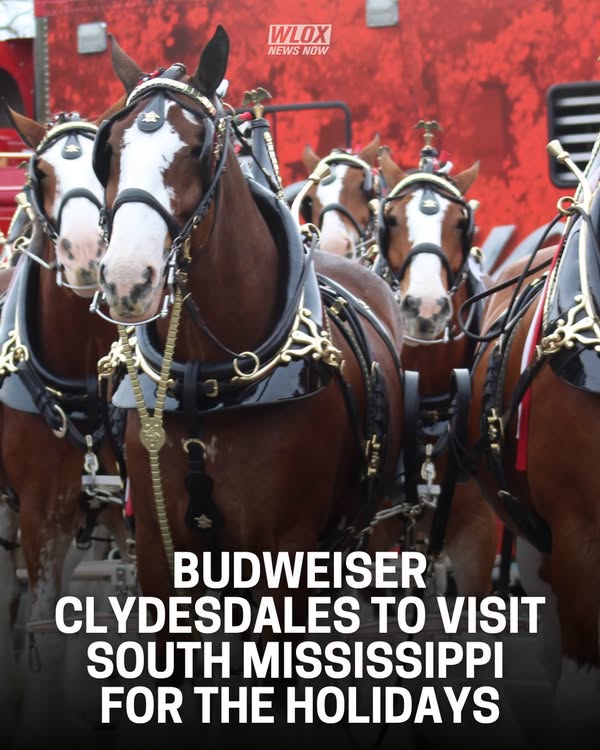 Budweiser Clydesdales in Bay St. Louis flyer